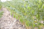 Grain legume growth targeted in new WA research