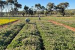 Pastures that can supercharge crop sequences