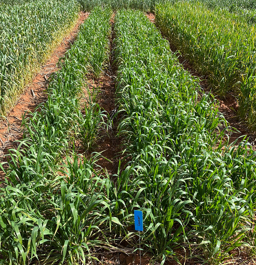 lancer wheat shows adequate resistance to stripe rust in central NSW.