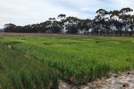  Late sown cereals stand up to waterlogging