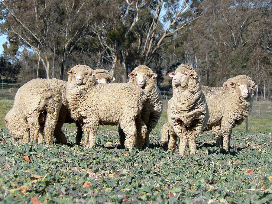 Sheep grazing dual-purpose canola at CSIRO’s Ginninderra Experimental Research Station, ACT.