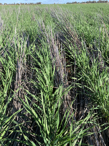 stubble trial barley