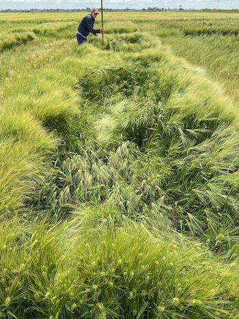 barley lodging