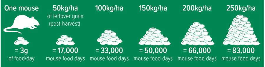 Graphic depicting how much grain a mouse eats a day and therefore how many days various portions of grain could feed mice.