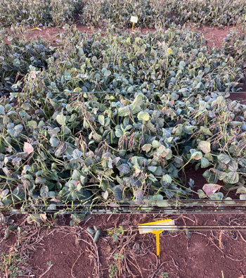 A photo of a single plot from a mungbean field trial. 