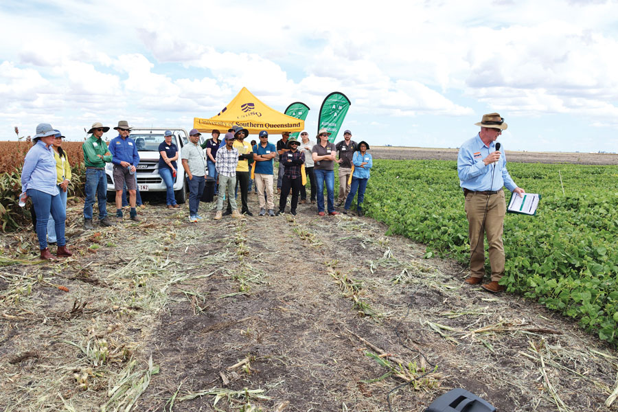 people standing amongst mungbean crops