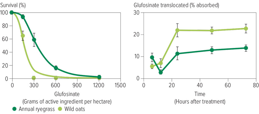 Figure 3: Translocation of glufosinate.