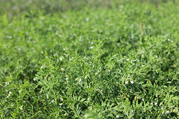 green lentil plants