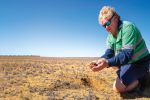 Fallow paddocks help improve low-rainfall prospects