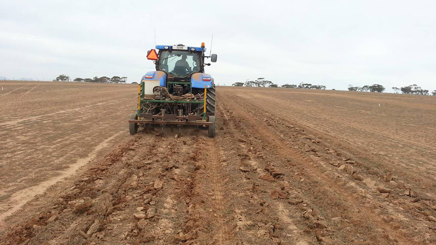 The Minnipa trial was deep-ripped in autumn 2015 to overcome compaction. PHOTO Dr Nigel Wilhelm.