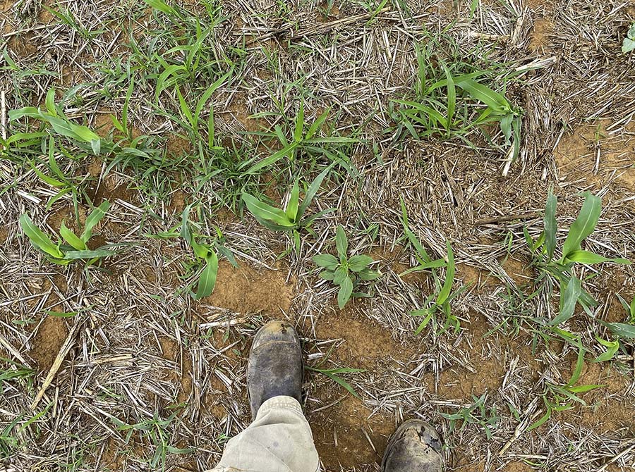 Stuart McDonalds mixed-species forage crop sown during January. PHOTO Stuart McDonald