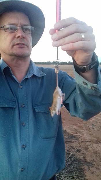 CSIRO researcher Dr Peter Brown weighs a mouse in the field. PHOTO CSIRO