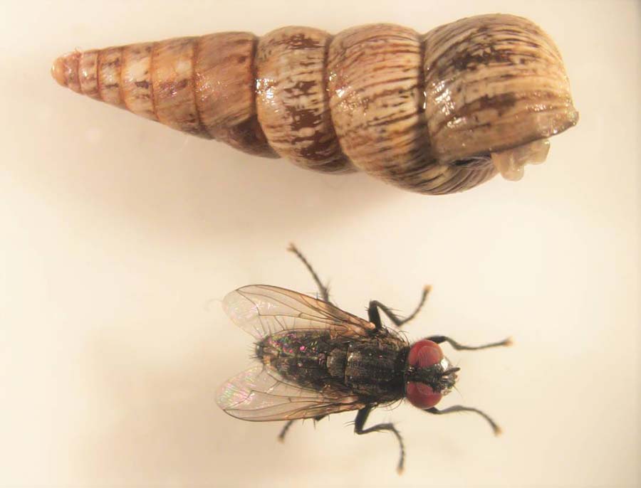 The conical snail and its nemesis imported from Morocco - a new strain of parasitic fly. 