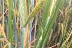 Resistance genes help provide rust protection for cereals