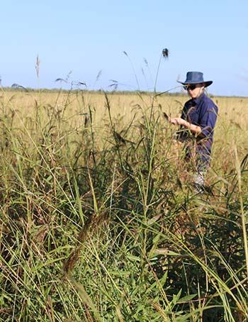Australian Grains Genebank scientist Dr Kath Whitehouse collecting Sorghum laxiflorum in Kakadu National Park as part of international plan to preserve wild relatives of important crops in 2018 PHOTO Sally Norton, AGG
