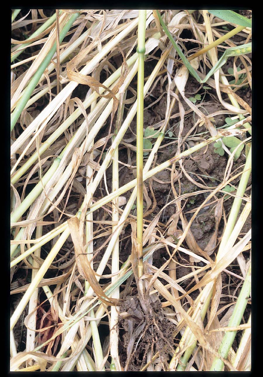 Eyespot lesion on a wheat stem. PHOTO Hugh Wallwork