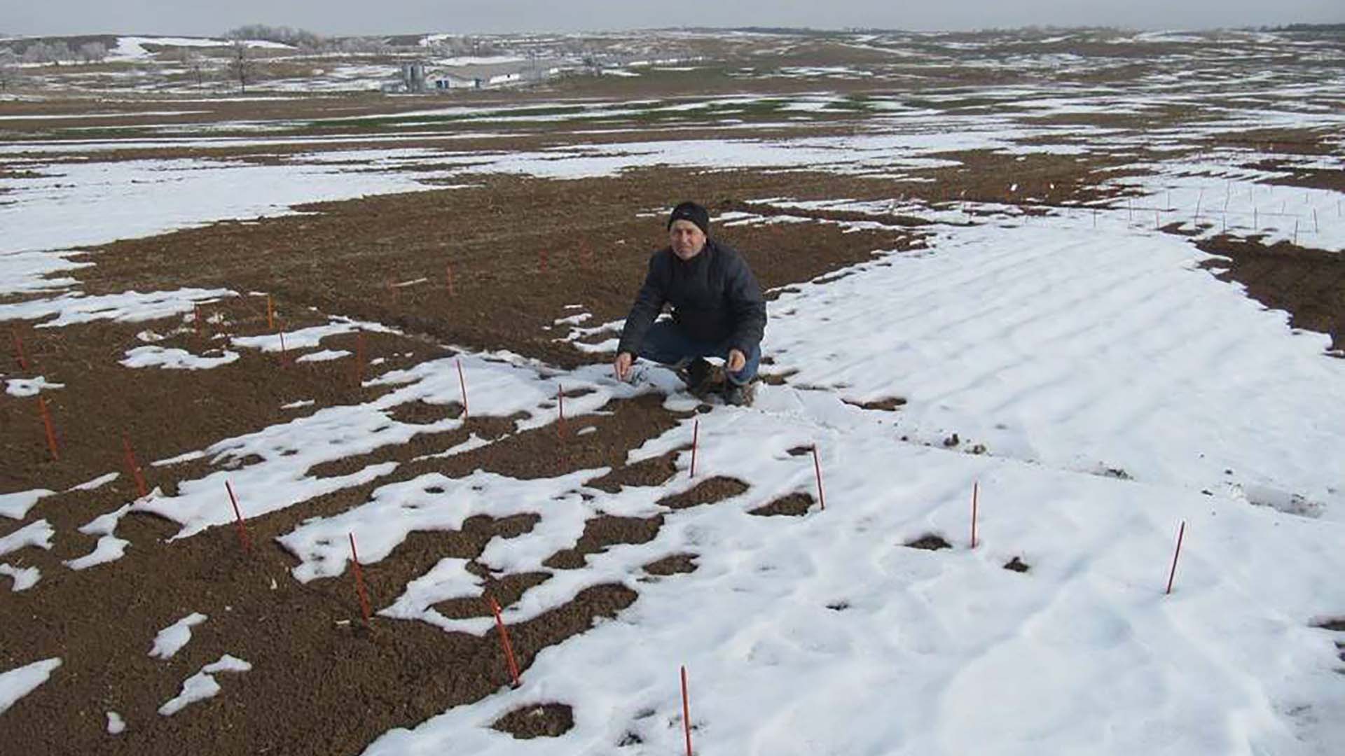 Dr Abdulkadir Aydogan, senior chickpea breeder at the Turkish Ministry of Agriculture, at one of the evaluation sites at Haymana, Central Anatolia. PHOTO CSIRO