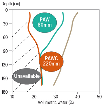 PAW graphic