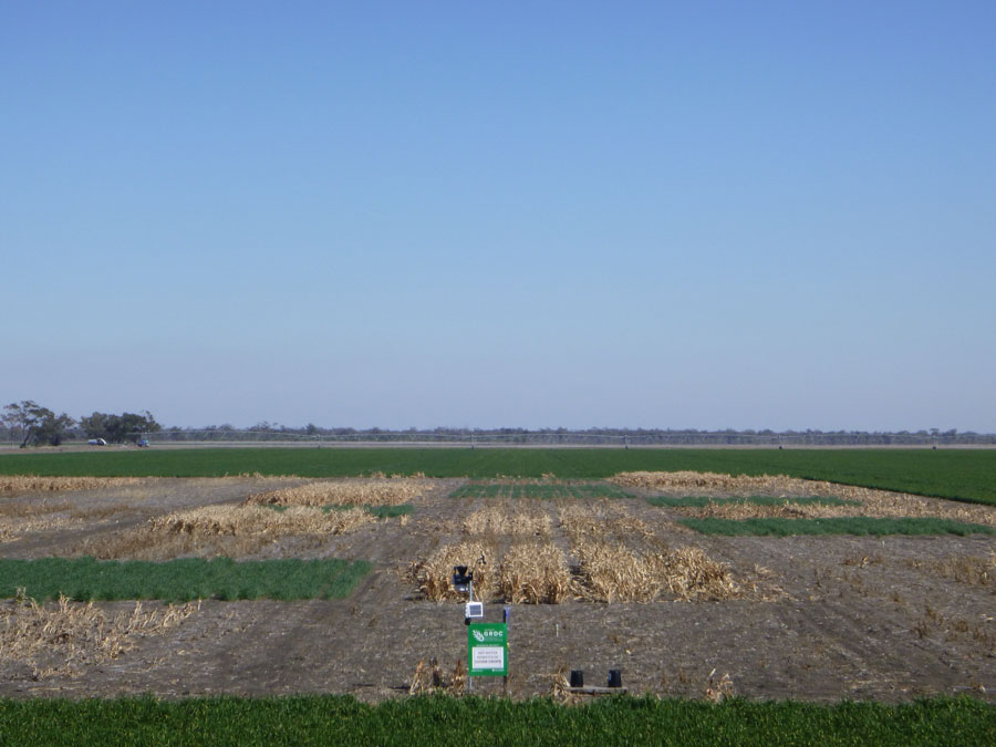 The Goondiwindi trial site 