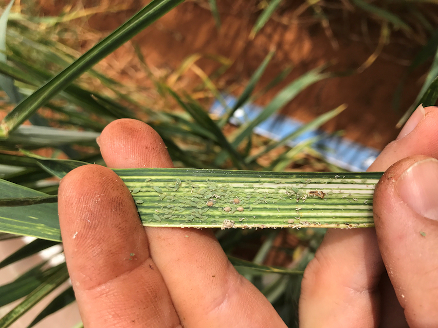 Flag leaf showing Russian wheat aphids
