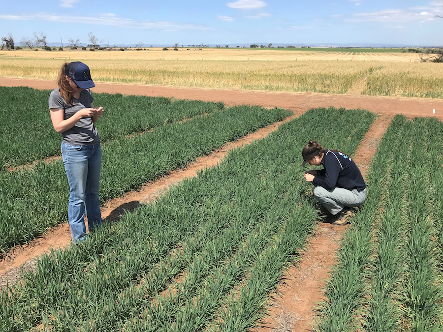Researchers examine Russian wheat aphid trials