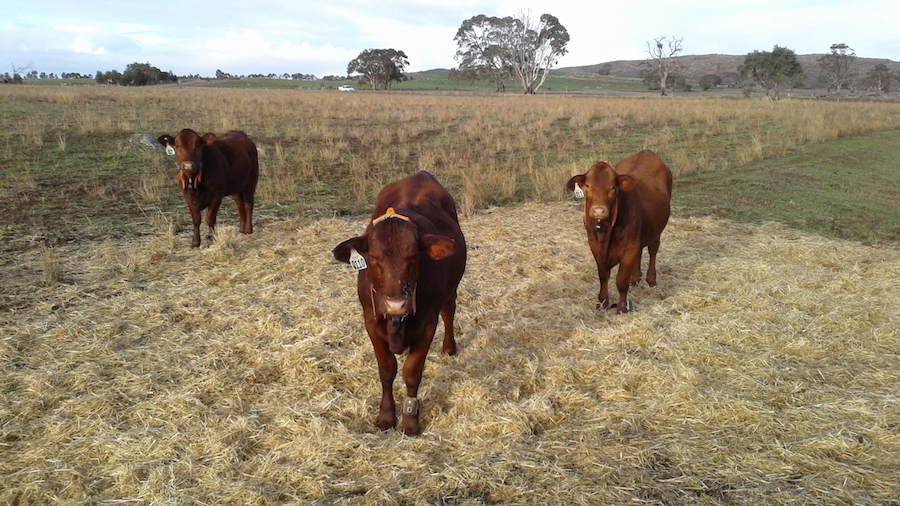 Cattle fitted with GPS-enabled neckbands in a paddock.