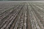 Northern trials probe moisture-seeking wheats