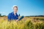 Phenology fundamentals to optimise wheat yield