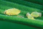 Monitoring needed to improve wheat aphid knowledge