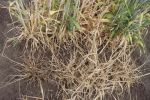 Wild wheat relative leads to crown rot gene discovery