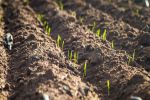 Unending innovation drives cropping progress