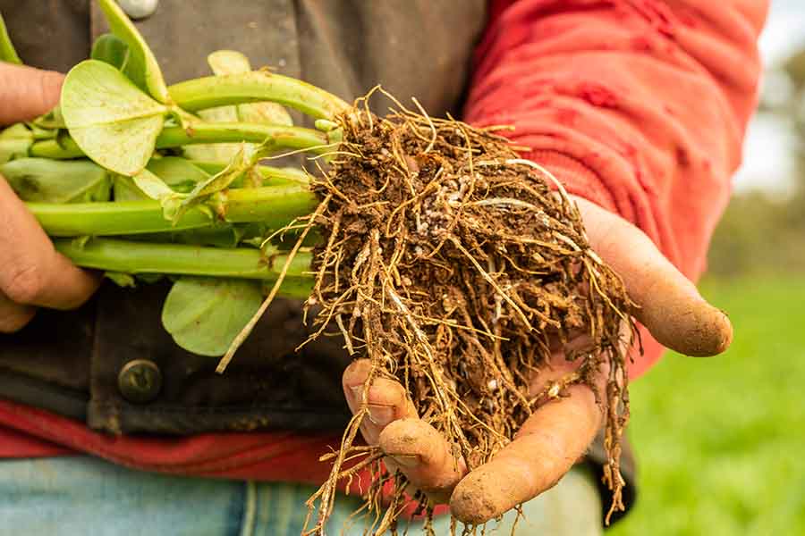 man holding faba bean roots