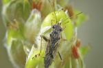 Rutherglen bug samples sought from NSW, Qld