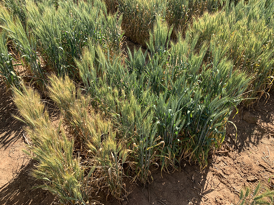 rust affected varieties on left versus rust resistant varieties on right