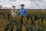 Research makes strong case for early sown sorghum in the north