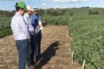 Expanding the opportunities for pulse weed control