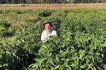 Opportunity for summer legumes in Victoria