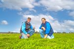 Hardy legume adds nitrogen in drought