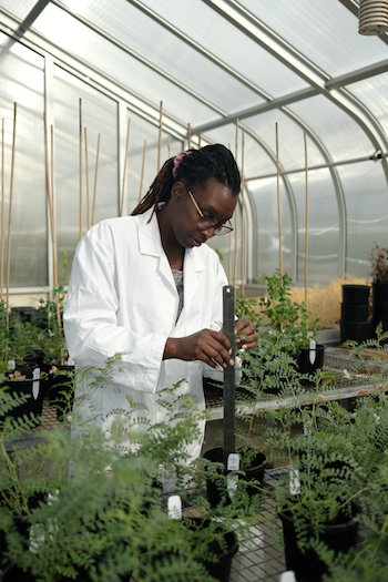 Researcher in the glasshouse. 