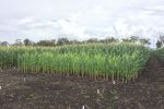 GRDC looks to better understand nitrogen loss to improve system modelling
