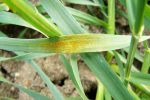Growers must be proactive to manage increased stripe rust pressure 