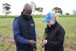 Partnerships galvanised by Chickpea Breeding Australia to deliver for WA