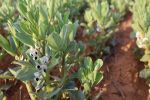 New guide makes crop variety choices easy for Victorian, Tasmanian growers