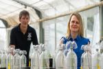 Study finds increased risk of nitrogen losses when applying sulphate of ammonia to dry, limed soils