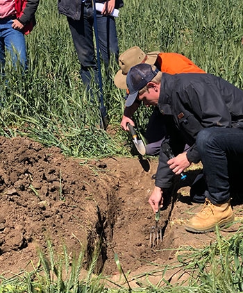 Image of agronomists looking at soil depths 
