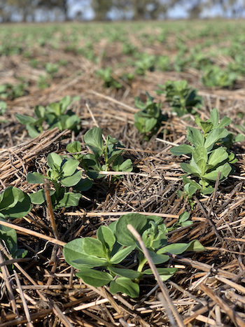 stubble trial pulses