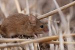 Bait spreading methods examined to combat mouse damage in crops