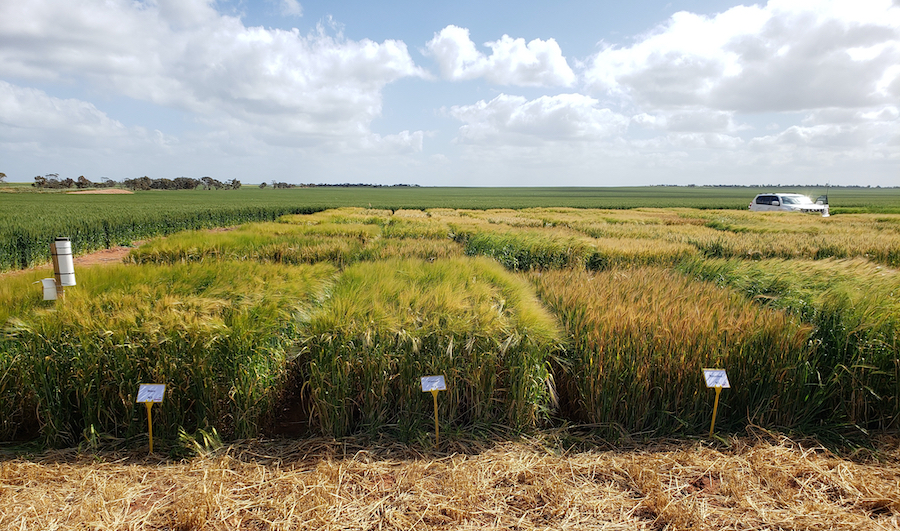 barley management
