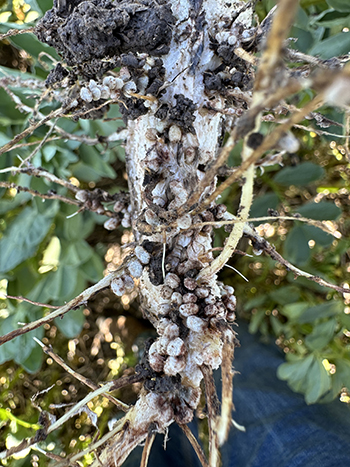 A picture of a faba bean root with nodules