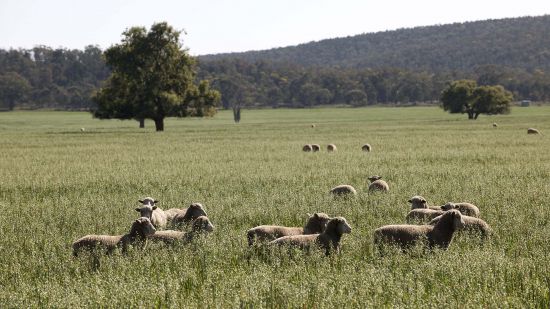 MLA and GRDC join forces in $2.1m initiative to support mixed farming businesses